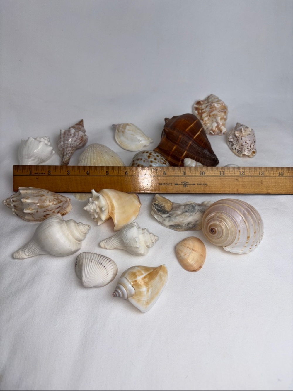 20pc Boutique Natural Shell Collection - Excellent Condition - Picture 6 of 14